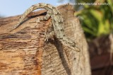 Kotschy`s Gecko; Reptiles and Amphibians Photo by Georgi Krastev